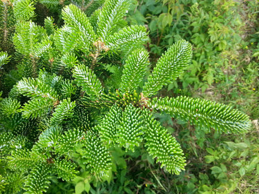 20 FRASER FIR Tree Abies Fraseri Christmas Tree Southern Balsam Fir Native Evergreen Seeds